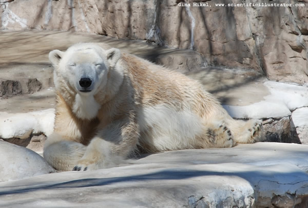 Polar Bear