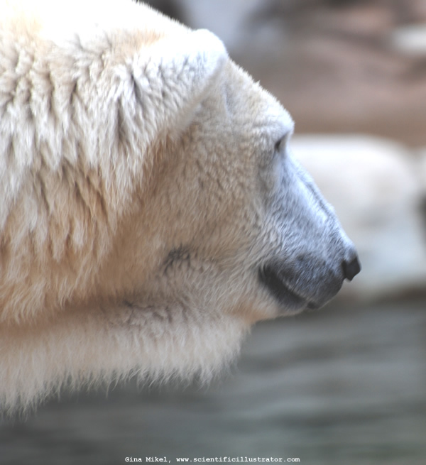 Polar Bear