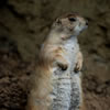 Prairie Dog