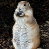 Prairie Dog