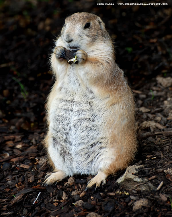 Prairie Dog