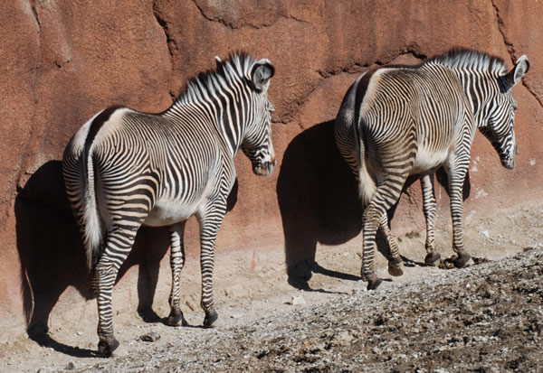Zebras