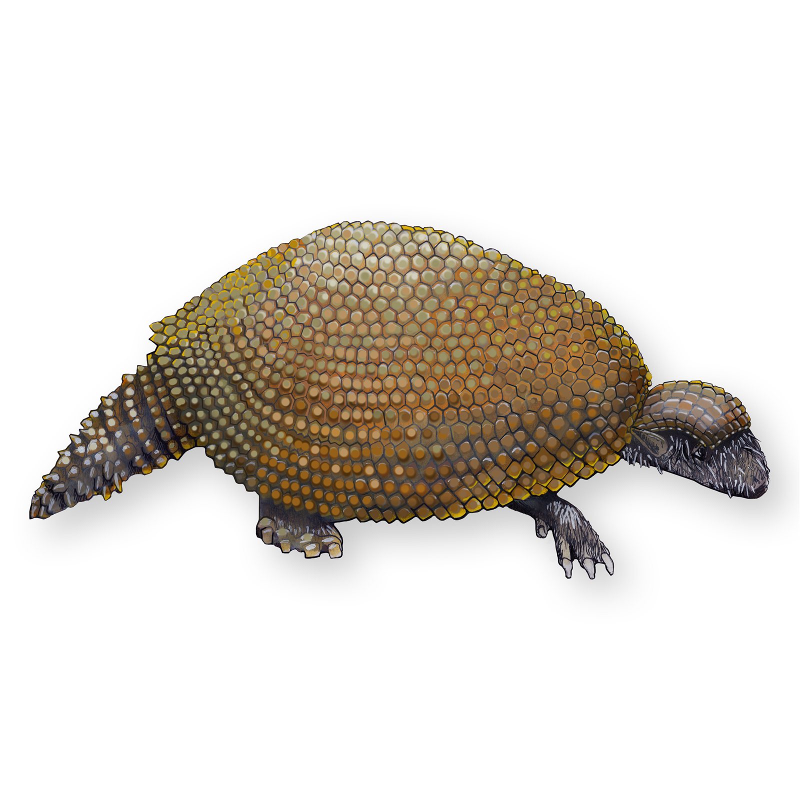 Artwork by Gina Mikel: Glyptodont, Glyptodont