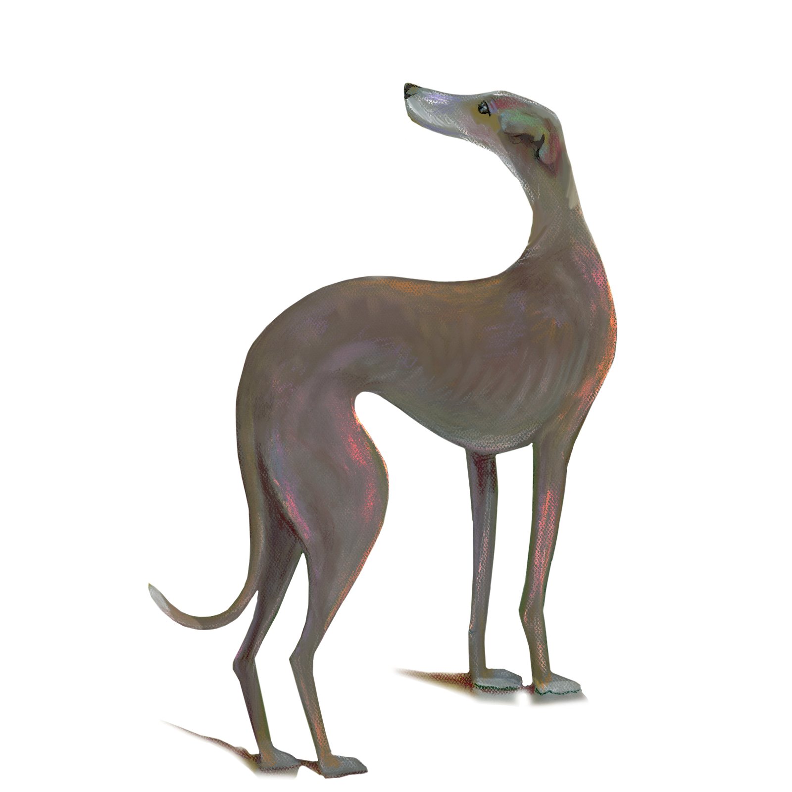Artwork by Gina Mikel: Italian Greyhound, Canis lupus familiaris