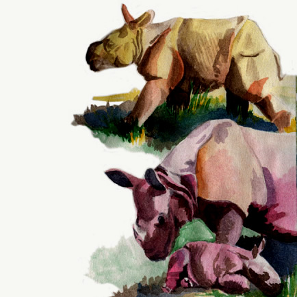 rhinoceros
