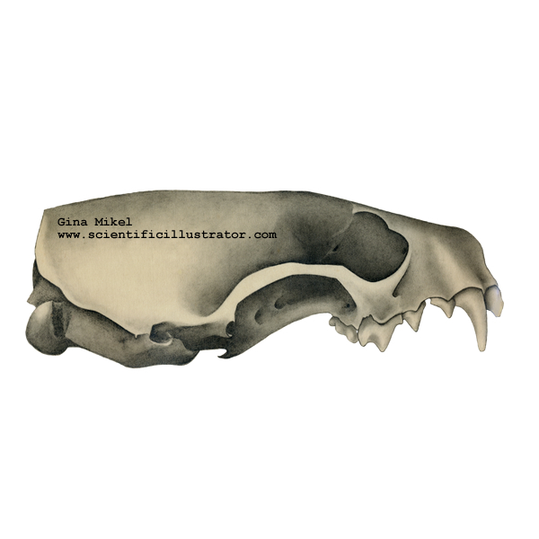 mink skull