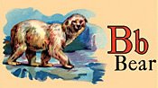 Wildlife - Bear