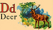 Wildlife - Deer
