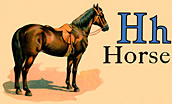 Wildlife - Horse