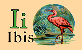 Wildlife - Ibis