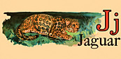 Wildlife - Jaguar