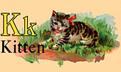 Wildlife - Cats