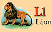 Wildlife - Lion