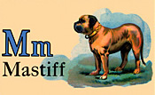 Wildlife - Canine