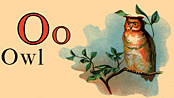 Wildlife - Owl