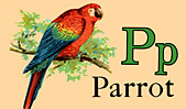 Wildlife - Parrot