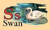 Wildlife - Swan