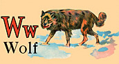 Wildlife - Wolf