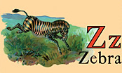 Wildlife - Zebra