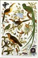 Audubon Fantasy