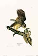 John James Audubon - Barred Owl