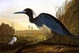 John James Audubon - Blue Heron