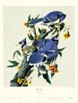 John James Audubon - Blue Jay