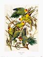John James Audubon - Carolina Parrot