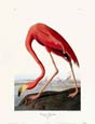 John James Audubon - American Flamingo