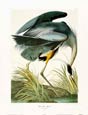 John James Audubon - Great Blue Heron