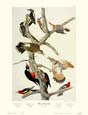John James Audubon - Hairy Woodpecker