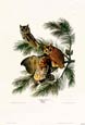 John James Audubon - Mottled Owl