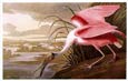 John James Audubon - Spoonbill