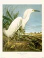 John James Audubon - Snowy Heron