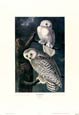 John James Audubon - Snowy Owl