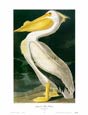 John James Audubon - White Pelican