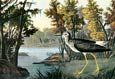 John James Audubon - Yellow Shank
