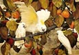 Jessie Arms Botke - Persimmons & Cockatoos