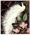 Jessie Arms Botke - White Peacocks