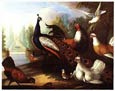 Marmaduke Craddock - Ornamental Peacock