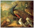 Marmaduke Craddock - Peacock and Partridge