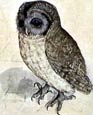 Albrecht Durer - Owl