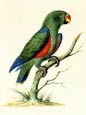 Sydenham Edwards - The Amazon Parrot