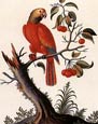 George Edwards - Birds 1 of 8