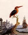 George Edwards - Birds 2 of 8