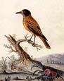George Edwards - Birds 3 of 8