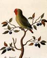 George Edwards - Birds 4 of 8