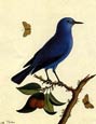 George Edwards - Birds 5 of 8