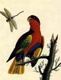 George Edwards - Birds 6 of 8