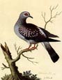 George Edwards - Birds 7 of 8